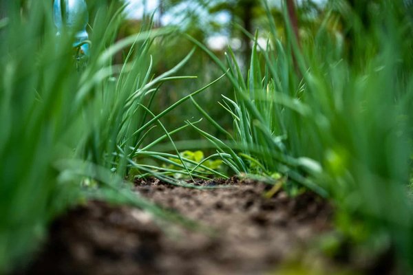 Les astuces pour un jardin de fines herbes réussi en ville ?