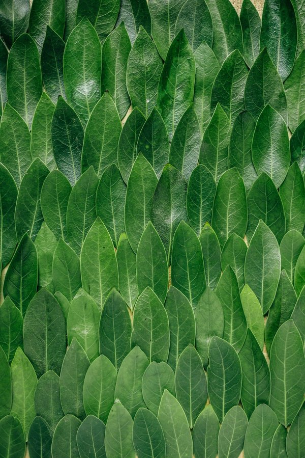 Comment créer une cloison végétale pour diviser une pièce de façon naturelle ?